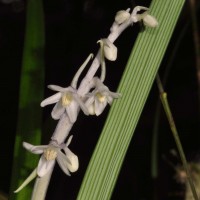 Ophiopogon intermedius D.Don